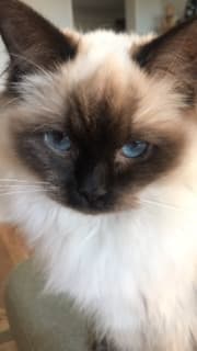 Lenore