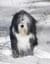 Aquadog