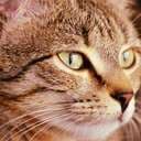Magi-cat