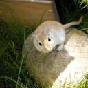 gerbil99